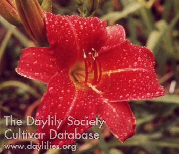 Daylily Red Spinel