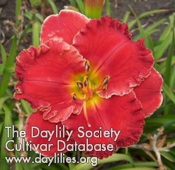 Daylily Red Chile Rendezvous