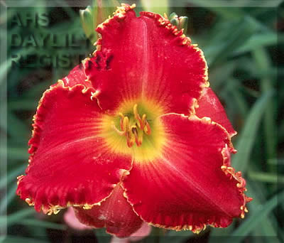 Daylily Red Fang