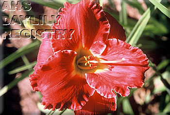 Daylily Red Hot Candy