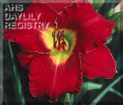 Daylily Red Storm Coming