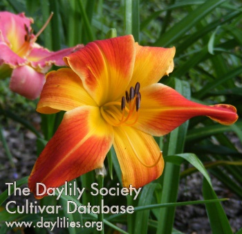 Daylily Red Twister