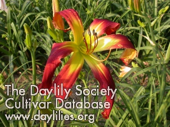 Daylily Red Wiggler