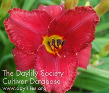 Daylily Red's Place