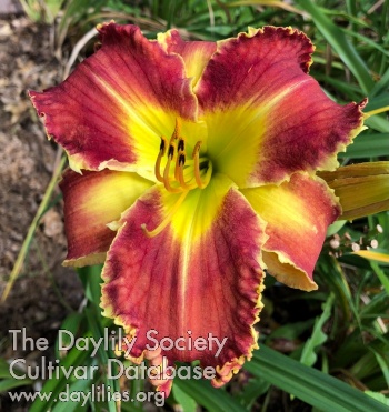Daylily Red's Promise