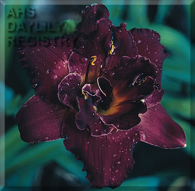 Daylily Regal Puzzle