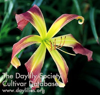 Daylily Regal Vision