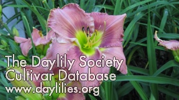 Daylily Remembering Harriet