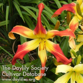Daylily Reminds Me of Fireworks