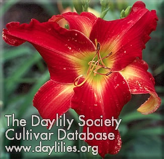 Daylily Ribbons and Curls