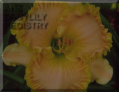 Daylily Rich Blessings