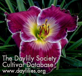 Daylily Rich in Mercy