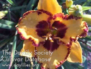 Daylily Rich and Karen's Pandemic Pleasure