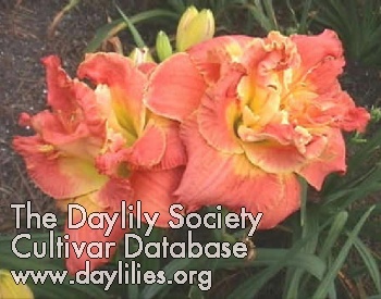 Daylily Ring of Honor