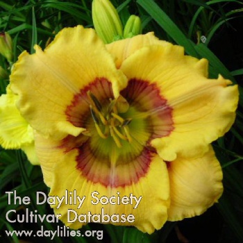 Daylily Rings of Love