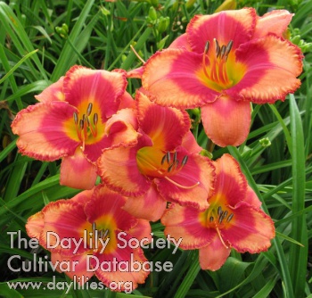 Daylily Riot Act