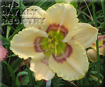 Daylily Ripples in Cream
