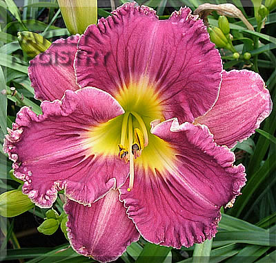 Daylily River Ripples