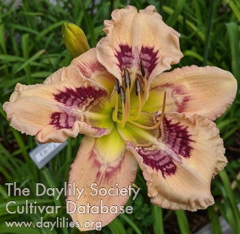 Daylily Road of Love
