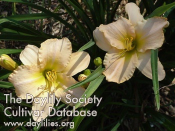 Daylily Ronda