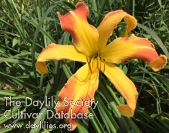 Daylily Rosaire Pilote