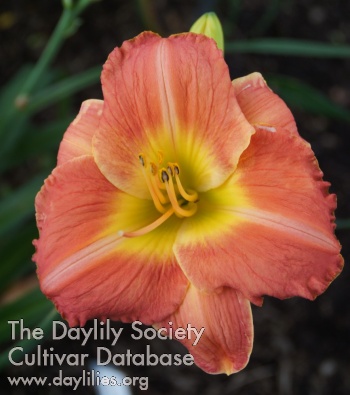 Daylily Rose Talisman