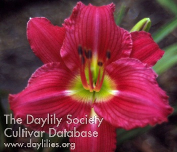 Daylily Rose Cherub
