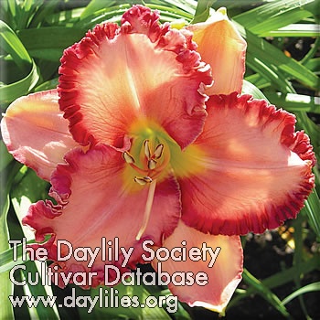 Daylily Rose Colored Glasses