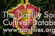 Daylily Rose Sensation