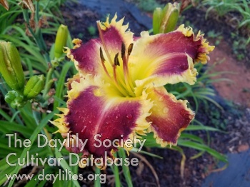 Daylily Roses and Thorns