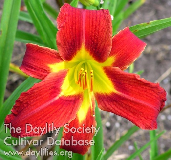 Daylily Rosie Meyer