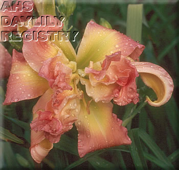 Daylily Rosy Outlook