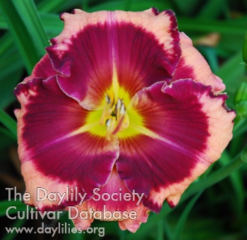 Daylily Ruby Storm