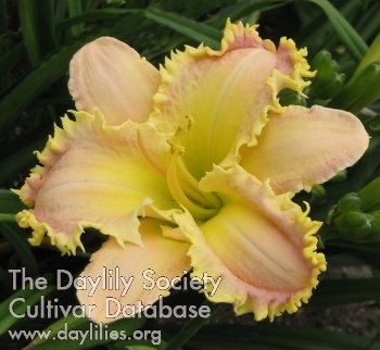 Daylily Ruffled Strawberry Parfait