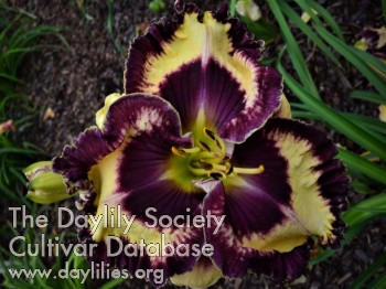 Daylily Rugged Raven
