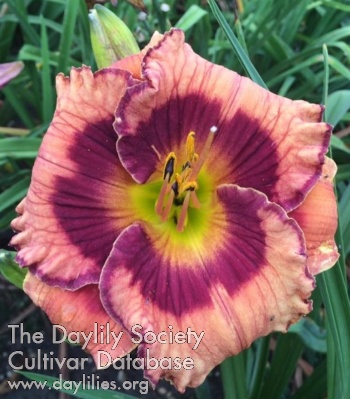 Daylily Rustic Country