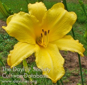 Daylily Reaching New Heights