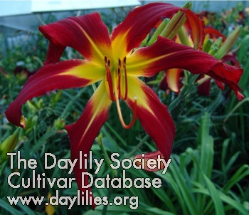 Daylily Red Viper