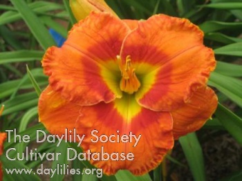 Daylily Redclay Carnival