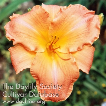 Daylily Regal Flame