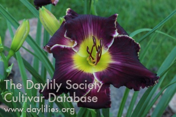 Daylily Reign in Me