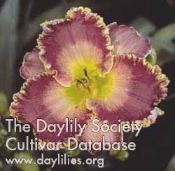 Daylily Return to Paradise