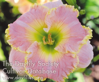 Daylily Ribbons and Things
