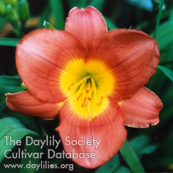Daylily Ring of Change