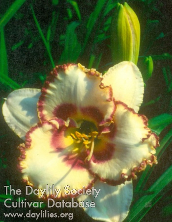 Daylily Ring Me Up