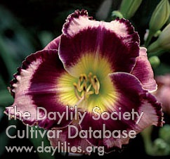 Daylily Rock Solid