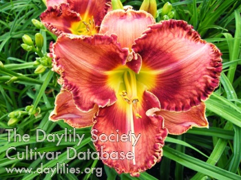 Daylily Rooster Knob