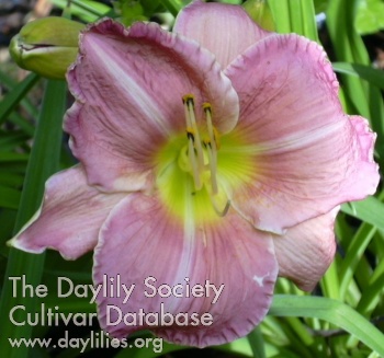 Daylily Rose