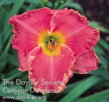Daylily Rose Fireglow