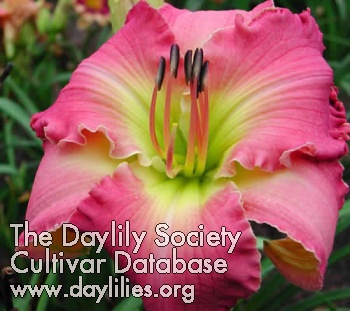 Daylily Rose Victorious